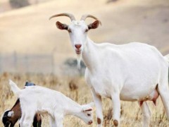奶山羊市场价格多少钱一只,奶山羊养殖前景分析