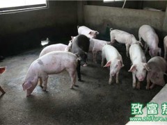 从猪排尿怎么辨别猪病?母猪怎么驱虫?