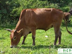 黄牛的纯种选育的条件和实行