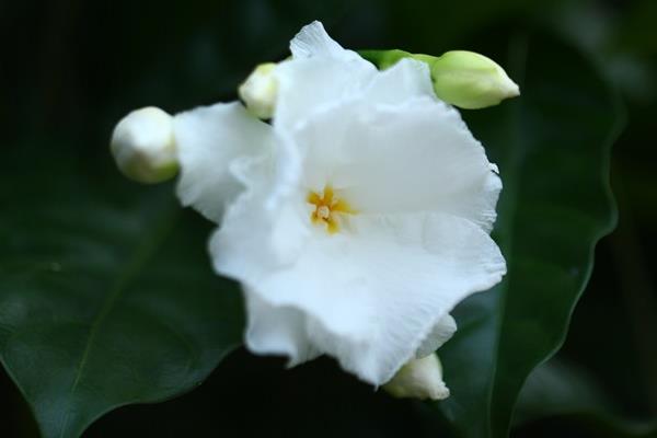 狗牙花图片大全 狗牙花花语及寓意