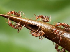 蚂蚁的种类及分工,蚂蚁是怎么传递信息的