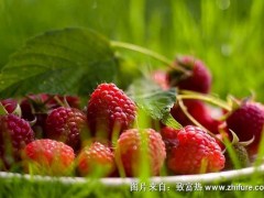 2018种树莓赚钱吗?树莓种植的利润与投资成本及前