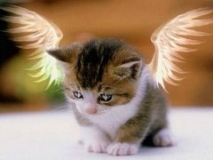 天使猫市场价格多少钱一只,天使猫真的存在吗