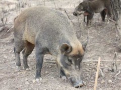 贵州野猪养殖场有哪些?