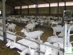 五种养羊用饲料分析