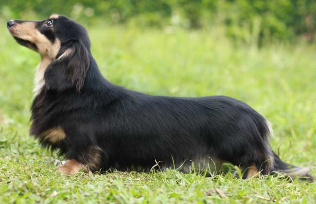 腊肠犬的饲养方法