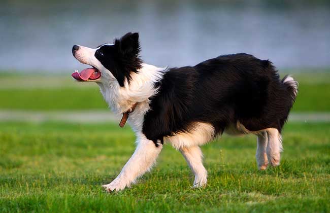 边境牧羊犬气味重吗