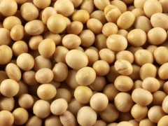 东生17大豆种子介绍,亩产量427斤