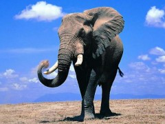 梦见大象是什么意思,女人梦到大象追自己有什么预兆