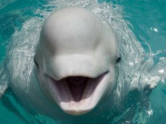 海豚是哺乳动物吗?