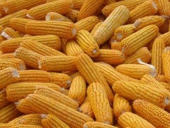 利合328玉米种子介绍