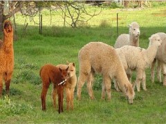 羊驼养殖的方向