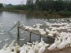 连城白鸭养殖技术