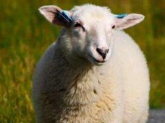 属羊的和什么属相最配（男、女）,属羊的几月出生最好