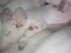 养猪常见皮肤病防治措施