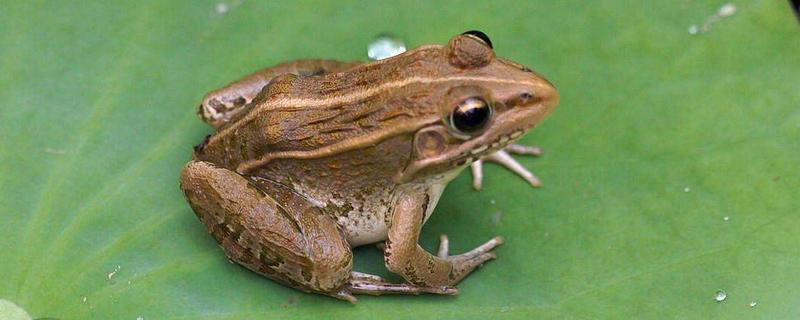 青蛙是什么动物 青蛙的生长过程 达达搜
