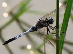 蜻蜓幼虫吃什么食物?