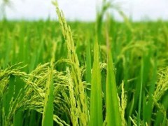 倍丰种业水稻品种,主要有四种,龙稻18为国标一级