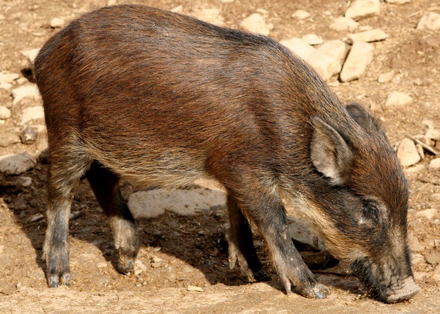 特种野猪青绿饲料的选择<a href=https://www.dadasou.com/news/142649.html target=_blank class=infotextkey>技术</a>