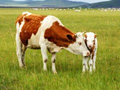 属牛的和什么属相最配（男、女）,属牛的几月出生最好