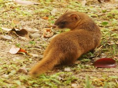 散养鸡如何预防黄鼠狼吃鸡