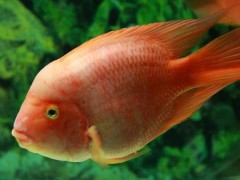 梦见红鱼是什么意思,女人梦到一条大红鱼在游有什么预兆