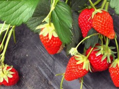 红玉草莓介绍,特点果型大味道甜,优点抗病性强产