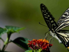 蝴蝶与蛾子的区别是什么？