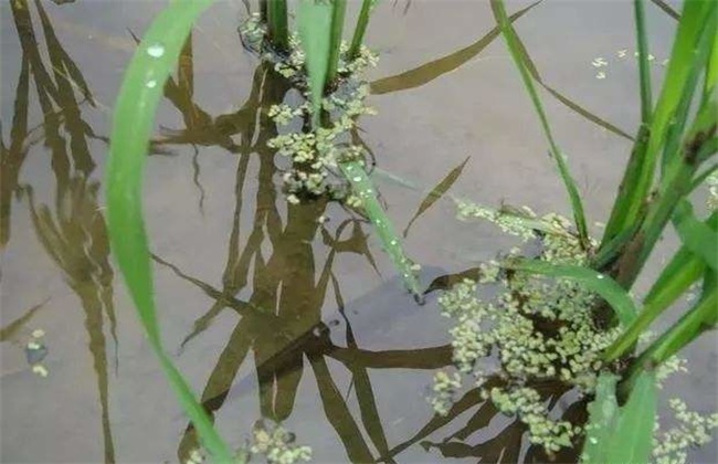 稻花鱼 养殖技术 日常管理