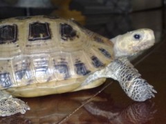 缅甸陆龟能长多大？