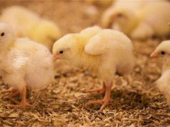 冬季如何提高雏鸡抗病力