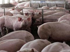 非洲猪瘟康复猪有抗体吗？