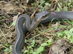 乌梢蛇是保护动物吗?