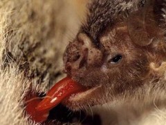 吸血蝙蝠一次吸多少血?