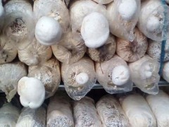 白灵菇种植是骗局吗,种白灵菇市场前景怎么样