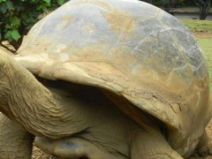 象龟的寿命可达多少岁？