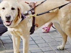 导盲犬是什么狗？