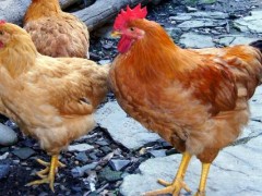 网上合作养鸡的广告是真的吗?怎么分辨真假