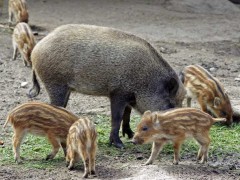 如何为野猪选择优良饲料?