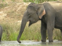 大象的种类有哪些？