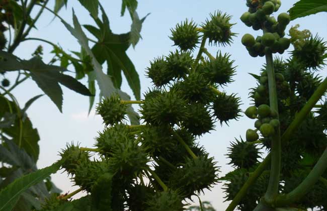 蓖麻种植技术