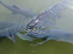 青鱼浮钓还是底钓？