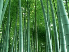 宜宾打造竹都有利条件？