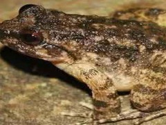 林蛙跟石蛙是同一品种吗？