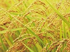 10月份收稻子还是麦子？