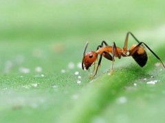 蚂蚁靠什么传递信息？