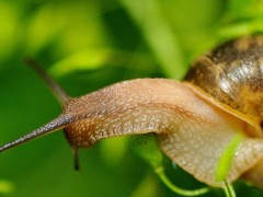 蜗牛每分钟爬多远？