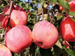 苹果树需要的中量元素有哪些？