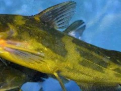 黄颡鱼自行繁殖吗？