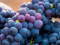 葡萄种植始于哪个朝代？